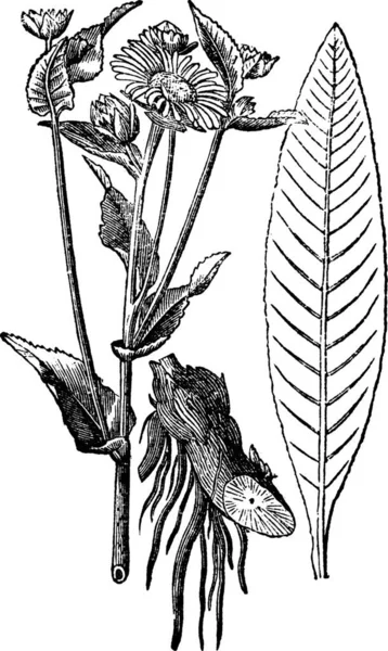 エレカンパンや馬の治癒やイヌラヘレニウム ヴィンテージ彫刻 を示す電磁石植物の古刻図 — ストックベクタ