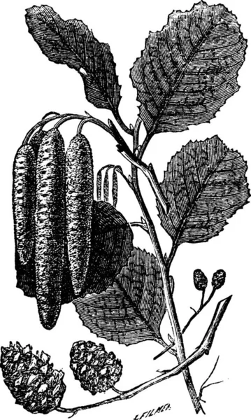 Alder Alnus Vintage Engraving 나무의 그림에는 꽃이삭 가운데 꽃이삭 새겨져 — 스톡 벡터