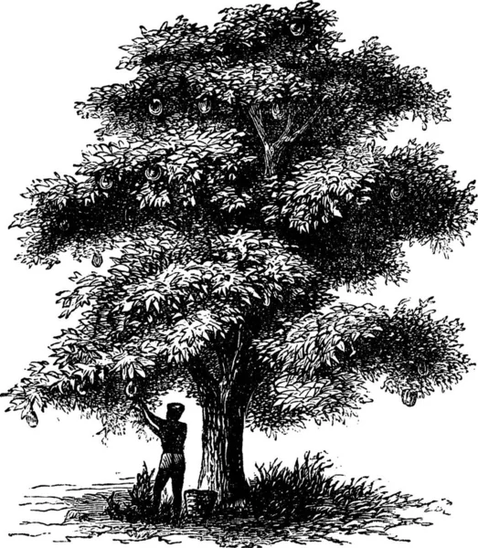 Artocarpo Pane Artocarpus Altilis Vecchia Incisione Vecchia Illustrazione Incisa Uomo — Vettoriale Stock