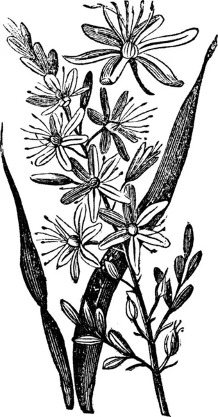 Asphodelus Ramosus 빈티지 보여주는 식물의 새겨진된 — 스톡 벡터