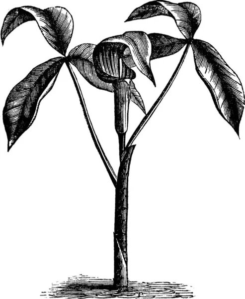 Arisaema Triphyllum Jack Szószéken Mocsárhagyma Barna Sárkány Indiai Fehérrépa Ébresztő — Stock Vector