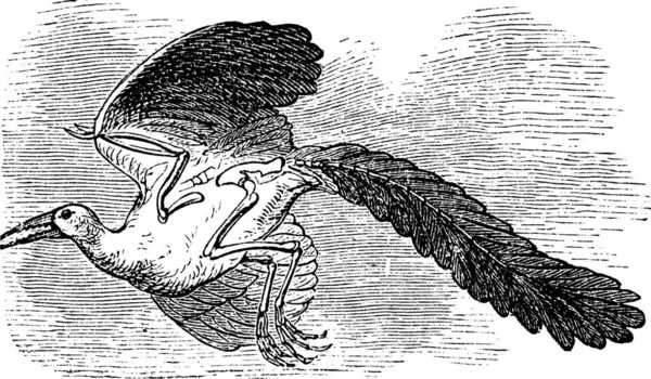 Archeopteryx Oorspronkelijke Vogel Eerste Vogel Urvogel Archaios Pteryx Vintage Gravure — Stockvector