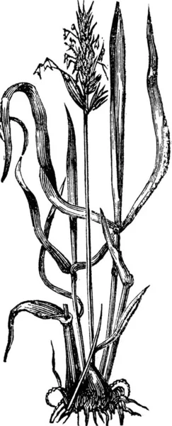 Anthoxanthum Odoratum Herbe Sainte Herbe Vanille Herbe Buffle Gravure Vintage — Image vectorielle
