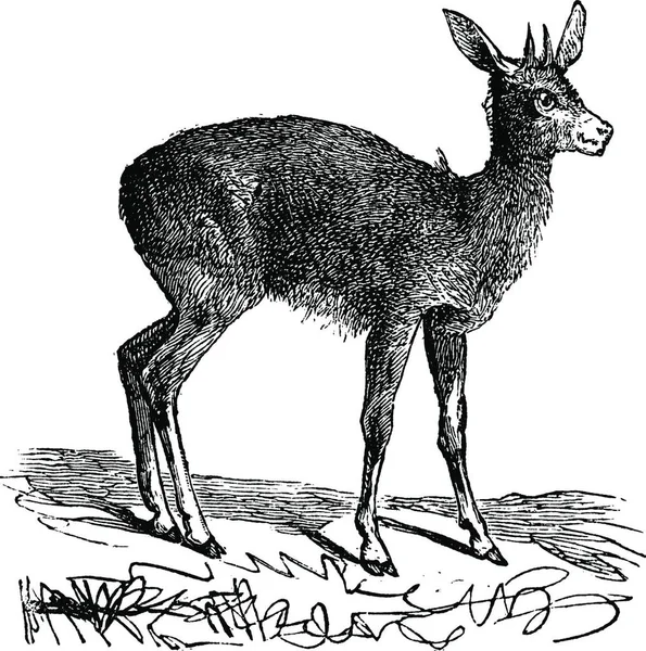 Klipspringer Mvundla Oreotragus Saltatrix Oreotragus Oreotragus Vintage Gravure Oude Illustratie — Stockvector