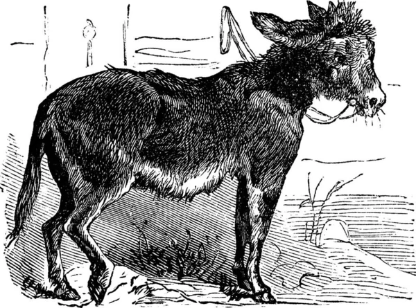 Burro Domesticado Asno Asinus Vulgaris Equus Africanus Asinus Antiguo Grabado — Archivo Imágenes Vectoriales