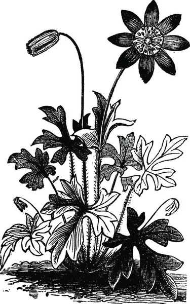 Anemone Hortensis Fior Stella Flower Vintage Gravírování Rytá Vektorová Ilustrace — Stockový vektor