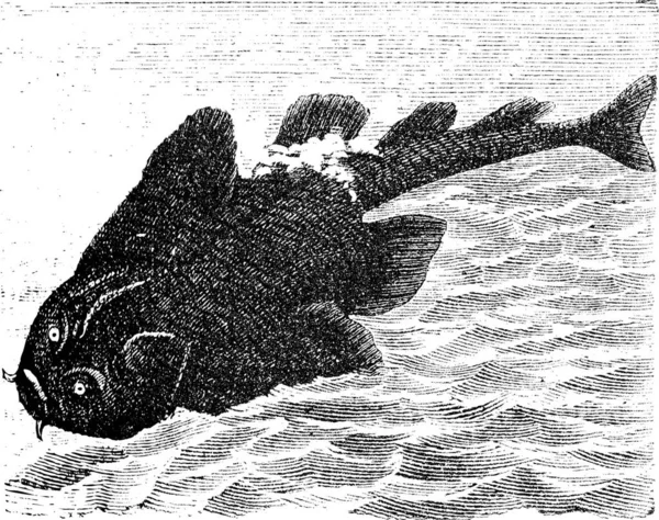 Squatina Angelus Angel Shark Old Engraving Angelshark Gravada Ilustração — Vetor de Stock