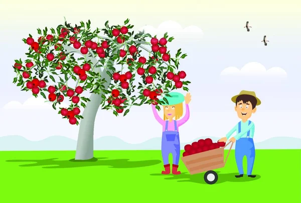 Jardineiros Masculinos Femininos São Coletar Maçãs Árvore Para Carrinho Com — Vetor de Stock