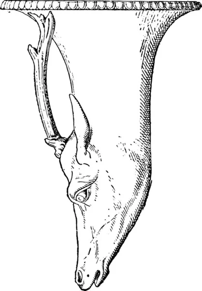 Ilustração Cavalo — Vetor de Stock