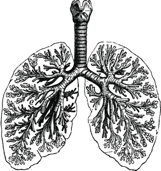 Diagramas Dos Pulmones Humanos Ilustración Grabada Vintage Vie Dans Nature — Archivo Imágenes Vectoriales