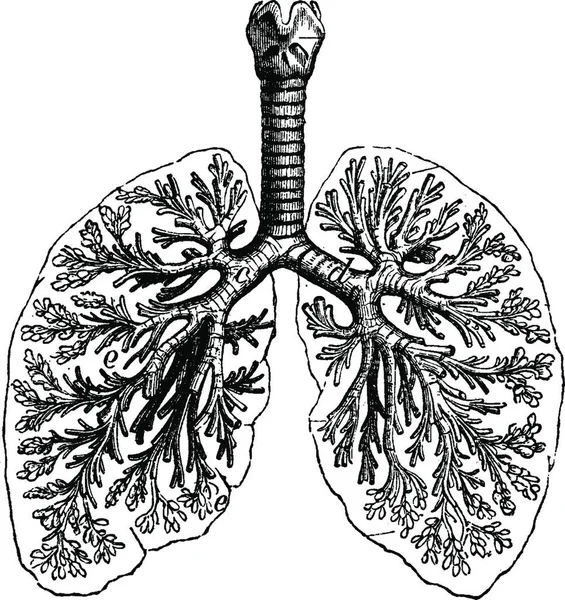 Diagrammi Due Polmoni Umani Illustrazione Incisa Vintage Vie Dans Nature — Vettoriale Stock