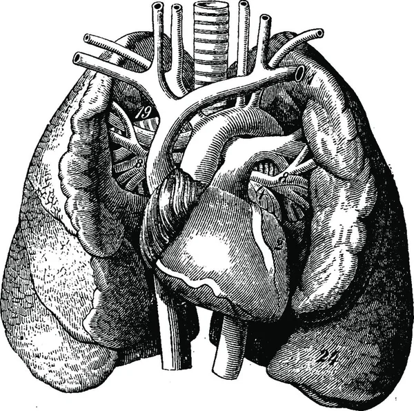 Corazón Medio Los Pulmones Ilustración Grabada Vintage Vie Dans Nature — Vector de stock