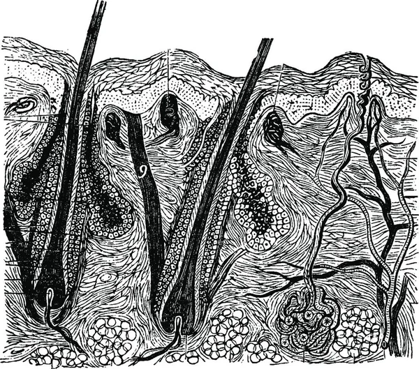 Corte Pele Ilustração Gravada Vintage Vie Dans Nature 1890 — Vetor de Stock