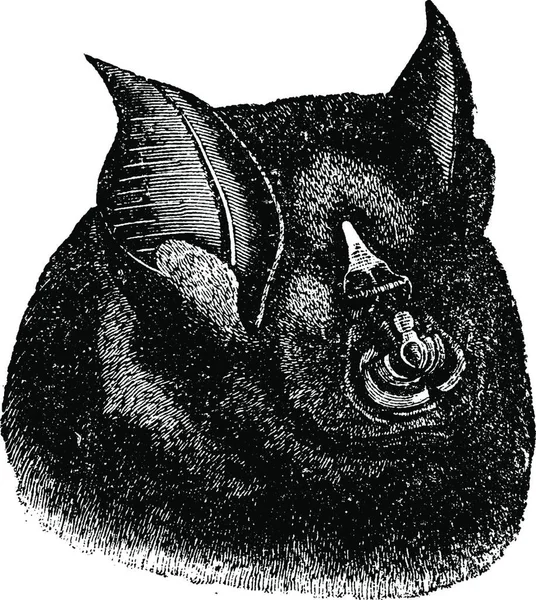 Testa Pipistrello Rhinolophus Illustrazione Incisa Epoca Vie Dans Nature 1890 — Vettoriale Stock