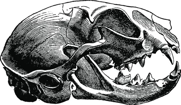 고양이의 두개골 빈티지 새겨진 Vie에 1890 — 스톡 벡터