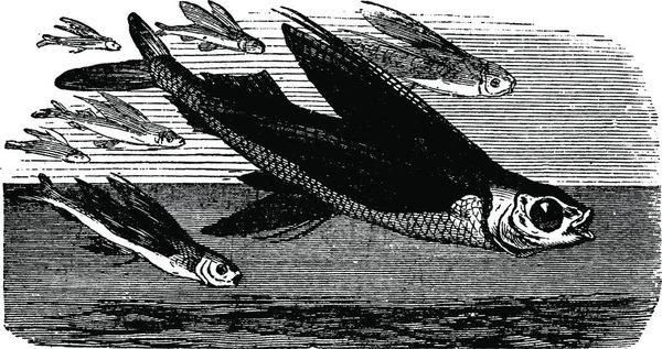 Fliegende Fische Flug Gravierte Illustration Vie Dans Nature 1890 — Stockvektor