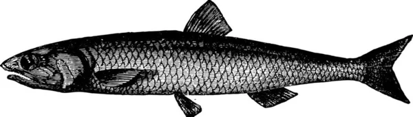 Illustratie Van Een Vis — Stockvector