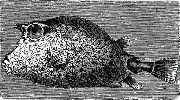 Иллюстрация Гранж Фона Совой — стоковый вектор