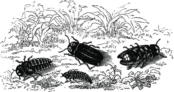 Glühwürmchen Männchen Weibchen Larve Gravierte Illustration Vie Dans Nature 1890 — Stockvektor