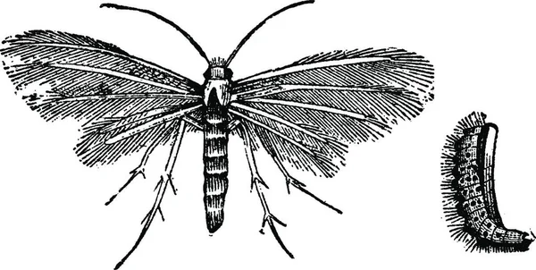 Schwarz Weiße Illustration Eines Schmetterlings — Stockvektor