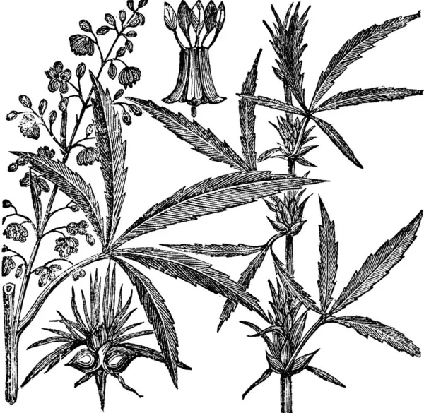 Hemp Cannabis Sativa Cannabis Indica Cannabis Ruderalis Chanvre Vintage Engraving — Stock Vector
