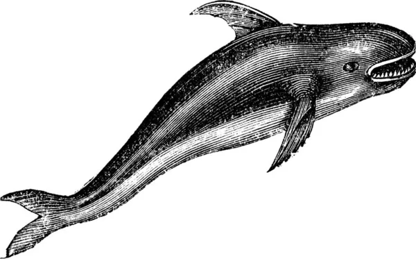 Orca Engraving Stock Vectors Royalty Free Orca Engraving Illustrations Depositphotos