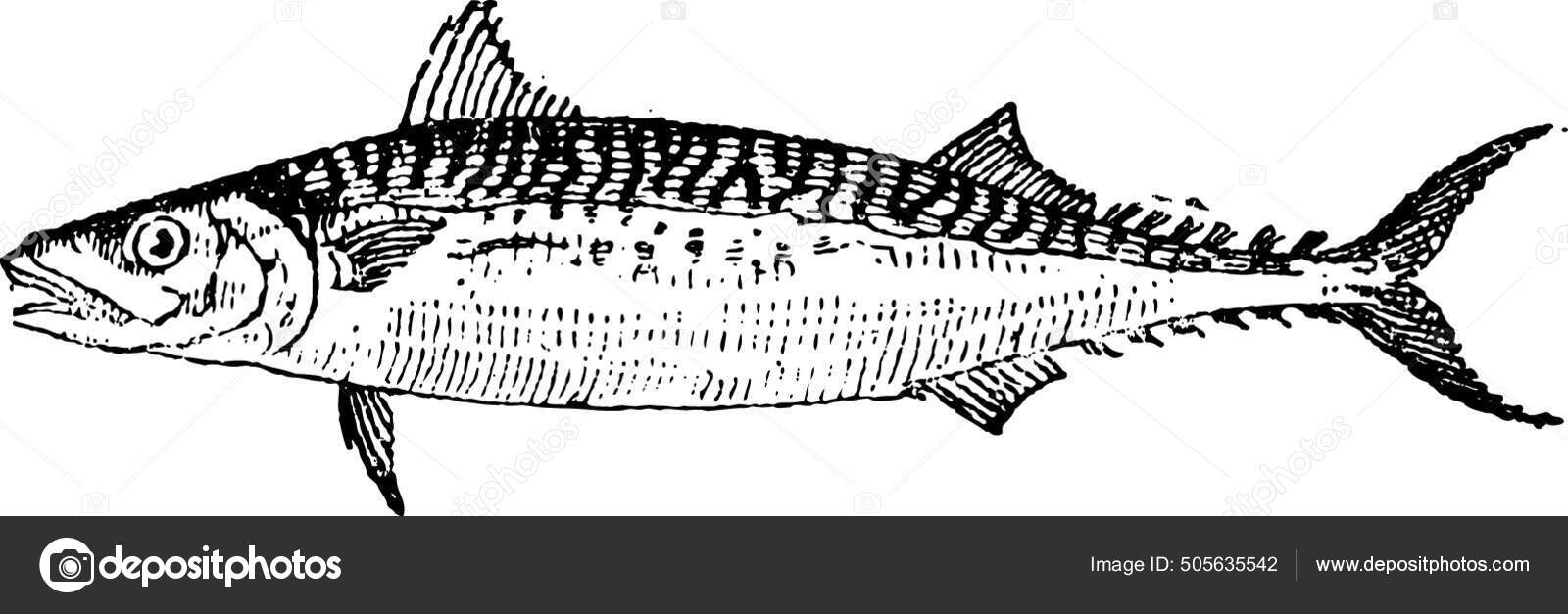 Atlantic Mackerel Vintage Engraved Illustration Dictionary Words Things Stock