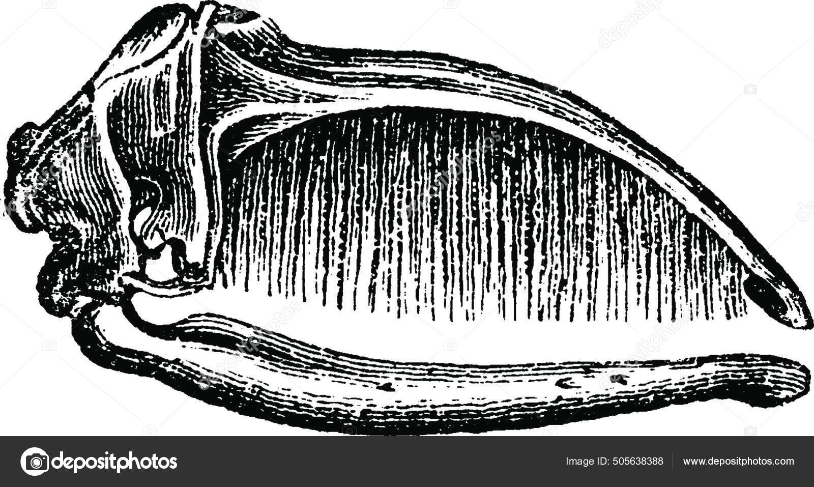 Illustration Dictionary Walnut Stock Vector by ©PantherMediaSeller