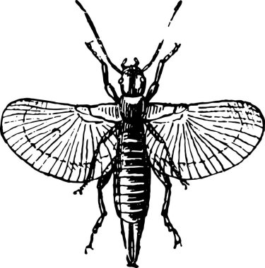 Earwig or Forficula auricularia, vintage engraved illustration. Dictionary of words and things - Larive and Fleury - 1895. clipart