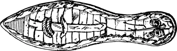 Schwarz Weiß Bild Einer Schildkröte — Stockvektor