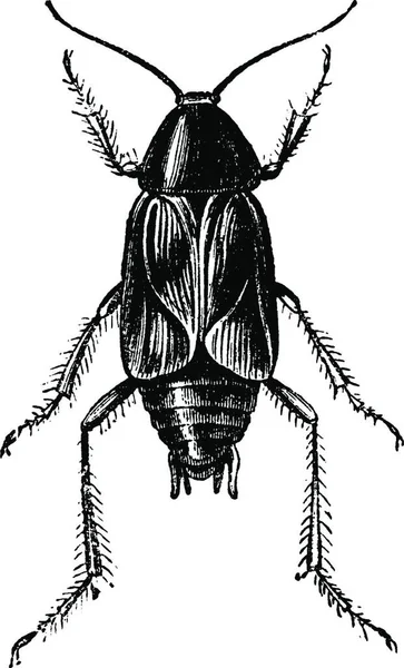 Illustration Black White Drawing Beetle — Stock Vector