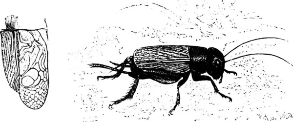 Ilustración Dibujada Mano Escarabajo Con Dibujo Blanco Negro — Archivo Imágenes Vectoriales