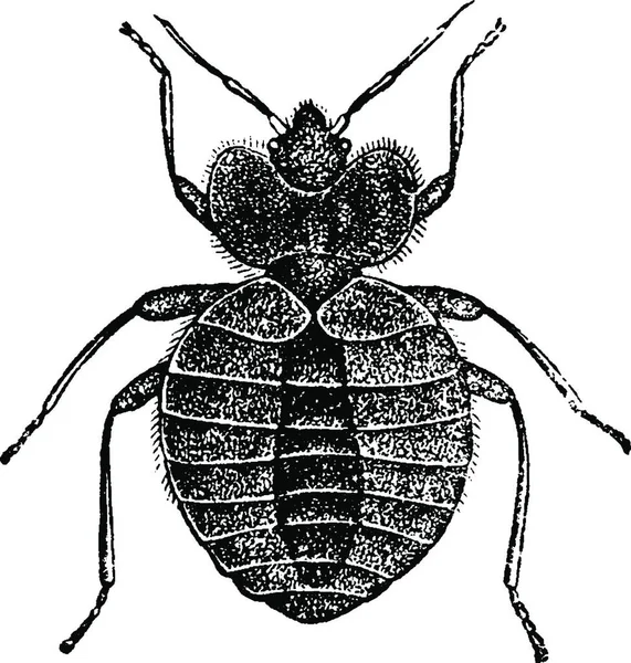 Illustration Black White Engraved Beetle — Stock Vector