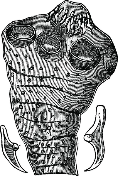 頭条虫 隔離された つのフックとビンテージの刻まれた図 Vie Dans 1890 — ストックベクタ