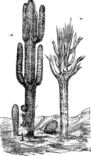 Ilustración Cactus Desierto — Vector de stock