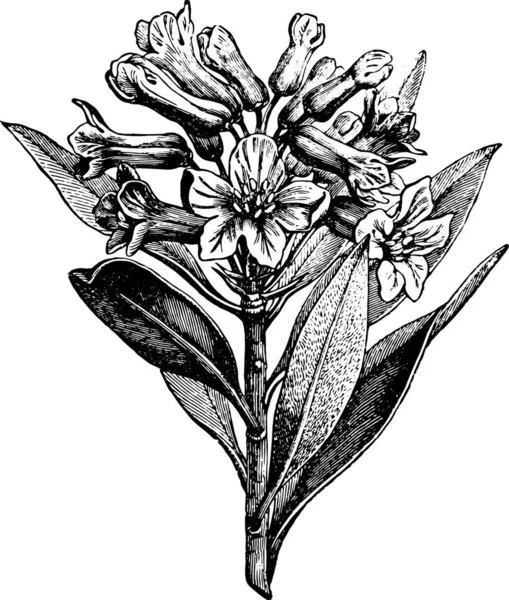 Ilustração Uma Flor Com Fundo Preto Branco — Vetor de Stock