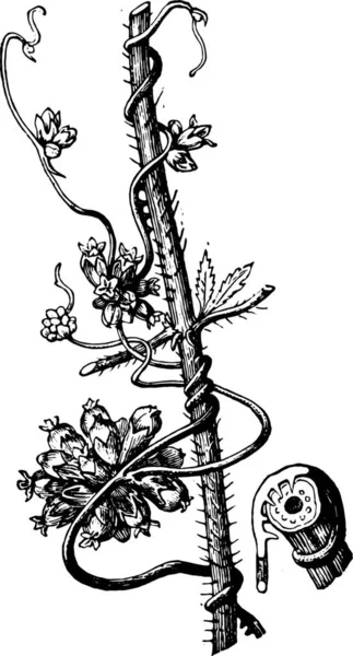 Ілюстрація Рослини Чорно Білим Тлом — стоковий вектор