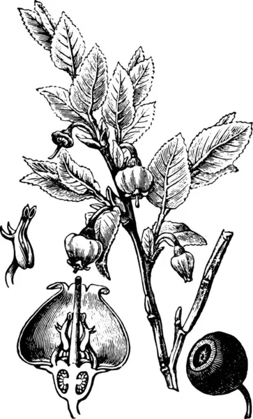 Ilustrace Rostliny Černobílým Rytým Stylem — Stockový vektor