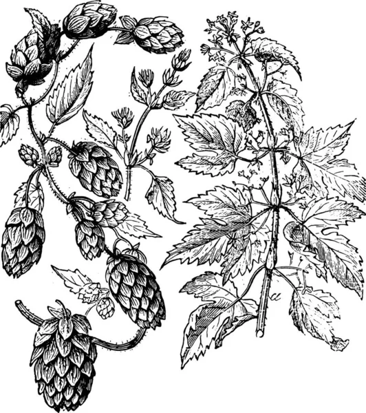 Black White Engraved Illustration Hop Plant — Stock Vector