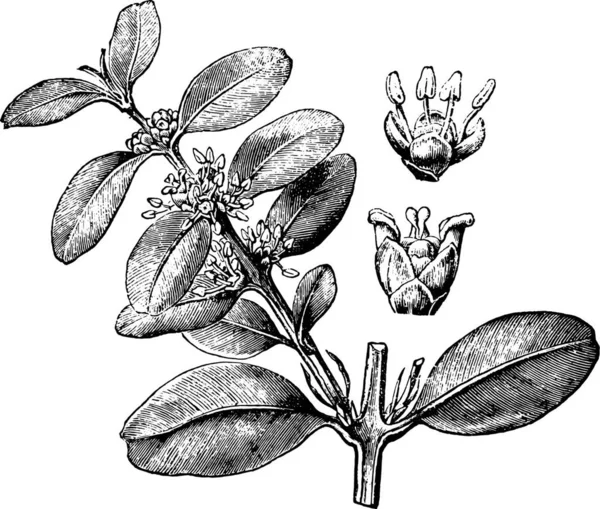 Ilustración Vectorial Una Planta Con Una Rama Árbol — Vector de stock