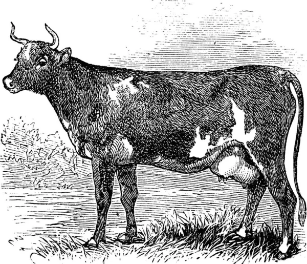 Illustration Eines Schwarz Weiß Gravierten Büffels — Stockvektor