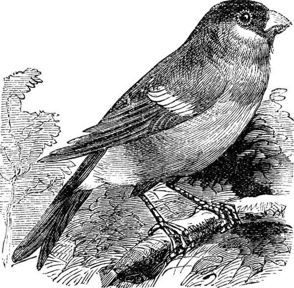 Eurasian Bullfinch Também Conhecido Como Pyrrhula Pyrrhula Vintage Gravado Ilustração —  Vetores de Stock