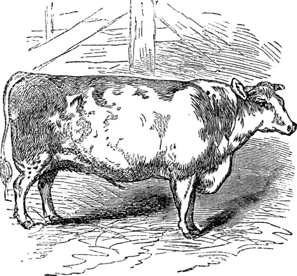 Carne Shorthorn Ganado Durham Inglaterra Grabado Vintage Ilustración Carne Shorthorn — Archivo Imágenes Vectoriales