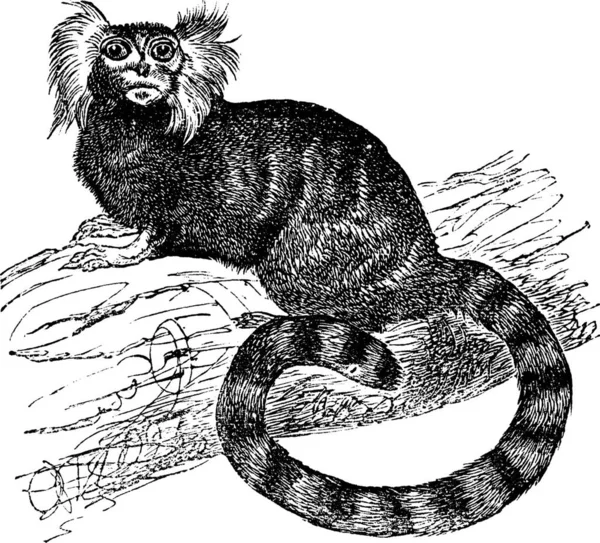 Common Marmoset Hapal Jacchus Vintage Graded Illustration Trousset Encyclopedia 1886 — 스톡 벡터