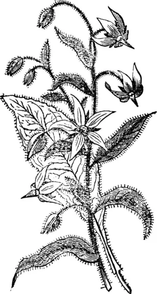 ルリヂサとしても知られている Orago オフィシナリス 白い背景に対して隔離されるルリヂサ花のヴィンテージの刻まれた図 — ストックベクタ