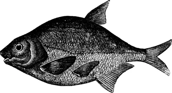 Brassen Auch Bekannt Als Abramis Brama Süßwasser Fisch Vintage Gravierte — Stockvektor