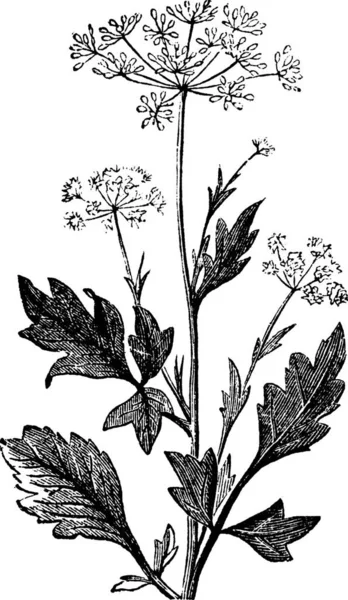 Anise Anis Anis Aniseed Pimpinella Anisum Vintage Engraving 새겨져 개미의 — 스톡 벡터