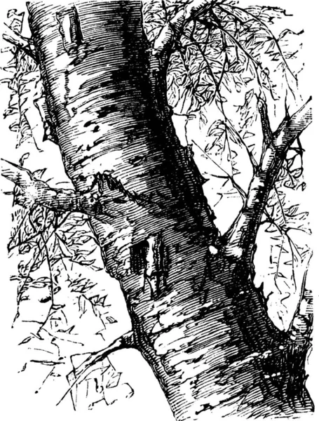 Betulla Bianca Nota Anche Come Betula Papyrifera Albero Tronco Illustrazione — Vettoriale Stock