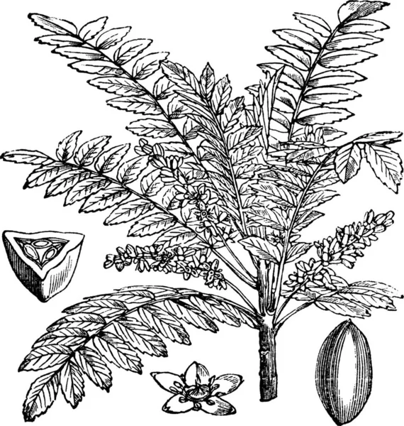 Indiase Frankincense Salai Boswellia Serrata Vintage Gravure Oude Gegraveerde Illustratie — Stockvector