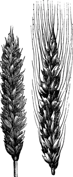 冬の小麦 白を基調とした冬の小麦のヴィンテージエングレービングイラスト — ストックベクタ
